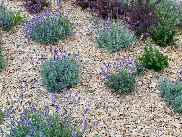 Garten Hackschnitzel rindenfrei 1500 Liter BigBag – Bild 2