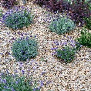 Garten Hackschnitzel rindenfrei 1500 Liter BigBag